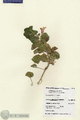 URN_catalog_HBHinton_herbarium_28610.jpg.jpg
