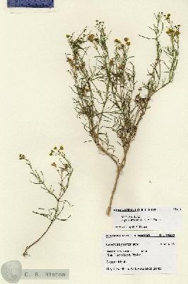 URN_catalog_HBHinton_herbarium_28612.jpg.jpg