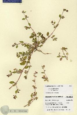 URN_catalog_HBHinton_herbarium_28670.jpg.jpg