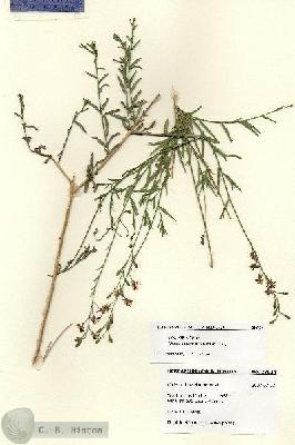 URN_catalog_HBHinton_herbarium_28624.jpg.jpg