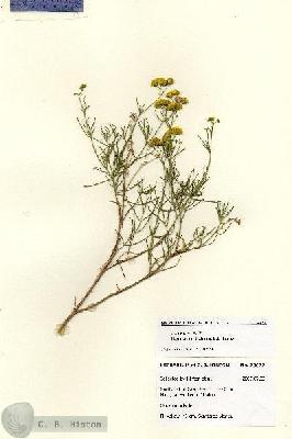 URN_catalog_HBHinton_herbarium_28627.jpg.jpg