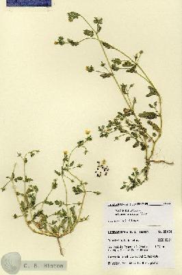 URN_catalog_HBHinton_herbarium_28664.jpg.jpg
