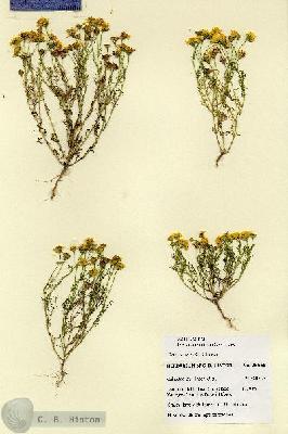 URN_catalog_HBHinton_herbarium_28665.jpg.jpg