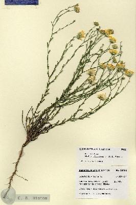 URN_catalog_HBHinton_herbarium_28666.jpg.jpg