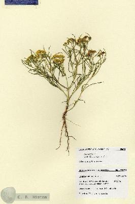 URN_catalog_HBHinton_herbarium_28674.jpg.jpg