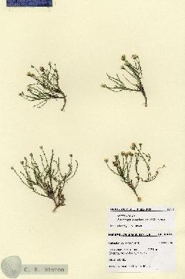 URN_catalog_HBHinton_herbarium_28681.jpg.jpg