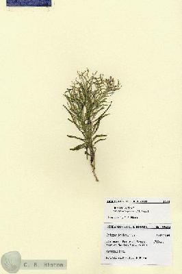 URN_catalog_HBHinton_herbarium_28684.jpg.jpg