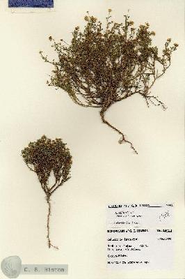 URN_catalog_HBHinton_herbarium_28412.jpg.jpg