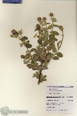 URN_catalog_HBHinton_herbarium_28413.jpg.jpg