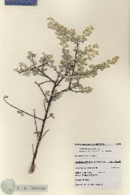 URN_catalog_HBHinton_herbarium_28453.jpg.jpg