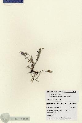 URN_catalog_HBHinton_herbarium_28418.jpg.jpg