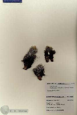 URN_catalog_HBHinton_herbarium_28419.jpg.jpg