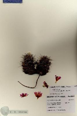 URN_catalog_HBHinton_herbarium_28423.jpg.jpg