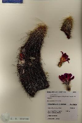 URN_catalog_HBHinton_herbarium_28424.jpg.jpg