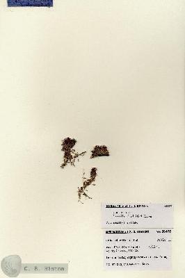 URN_catalog_HBHinton_herbarium_28425.jpg.jpg