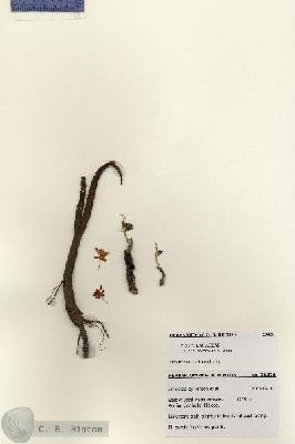 URN_catalog_HBHinton_herbarium_28426.jpg.jpg
