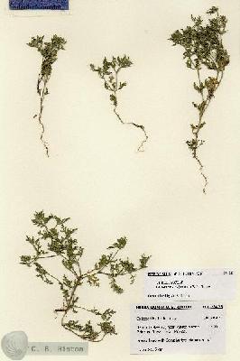 URN_catalog_HBHinton_herbarium_28428.jpg.jpg