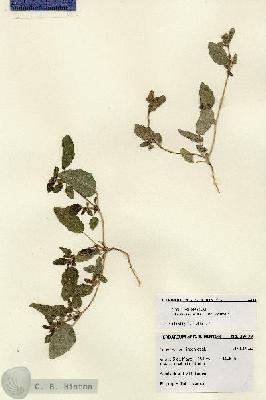 URN_catalog_HBHinton_herbarium_28433.jpg.jpg