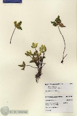 URN_catalog_HBHinton_herbarium_28435.jpg.jpg