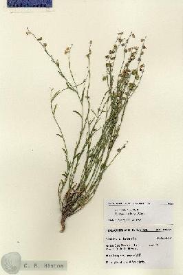 URN_catalog_HBHinton_herbarium_28436.jpg.jpg