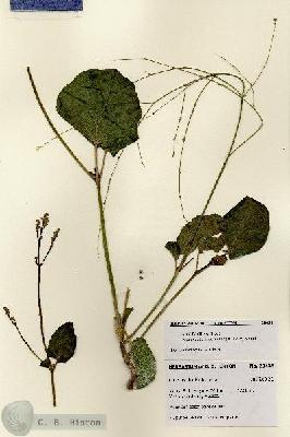 URN_catalog_HBHinton_herbarium_28438.jpg.jpg