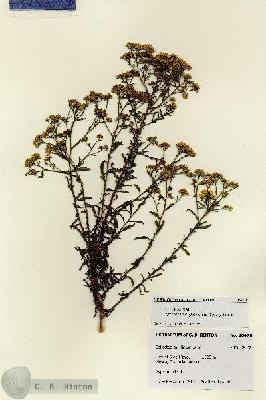 URN_catalog_HBHinton_herbarium_28478.jpg.jpg