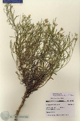 URN_catalog_HBHinton_herbarium_28443.jpg.jpg