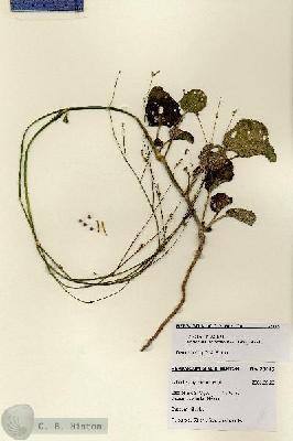URN_catalog_HBHinton_herbarium_28445.jpg.jpg