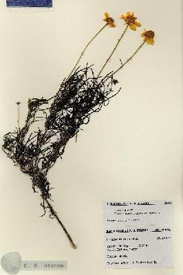 URN_catalog_HBHinton_herbarium_28461.jpg.jpg