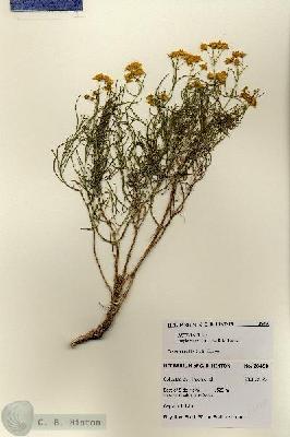 URN_catalog_HBHinton_herbarium_28450.jpg.jpg