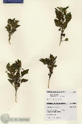 URN_catalog_HBHinton_herbarium_28462.jpg.jpg