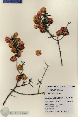 URN_catalog_HBHinton_herbarium_28465.jpg.jpg