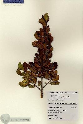 URN_catalog_HBHinton_herbarium_28467.jpg.jpg