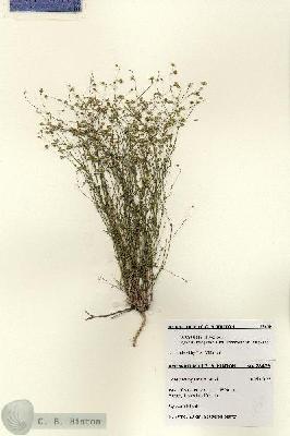 URN_catalog_HBHinton_herbarium_28469.jpg.jpg