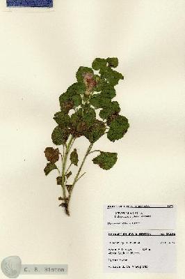 URN_catalog_HBHinton_herbarium_28470.jpg.jpg