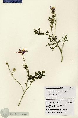 URN_catalog_HBHinton_herbarium_28483.jpg.jpg