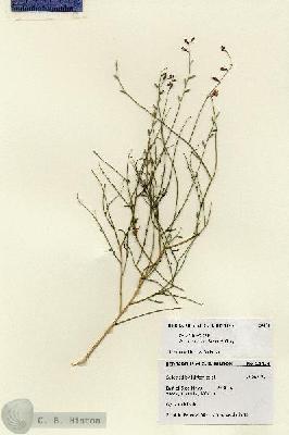 URN_catalog_HBHinton_herbarium_28474.jpg.jpg