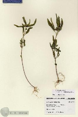 URN_catalog_HBHinton_herbarium_28496.jpg.jpg
