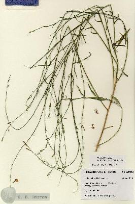 URN_catalog_HBHinton_herbarium_28488.jpg.jpg