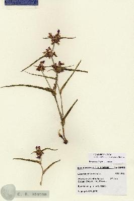 URN_catalog_HBHinton_herbarium_28497.jpg.jpg