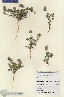 URN_catalog_HBHinton_herbarium_28513.jpg.jpg