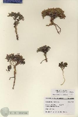 URN_catalog_HBHinton_herbarium_28498.jpg.jpg
