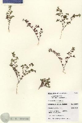URN_catalog_HBHinton_herbarium_28492.jpg.jpg