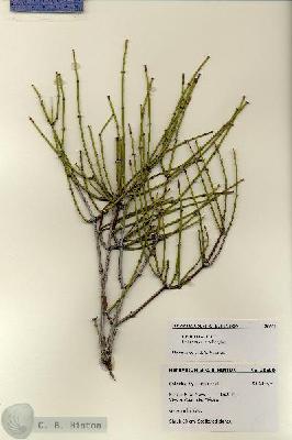 URN_catalog_HBHinton_herbarium_28500.jpg.jpg