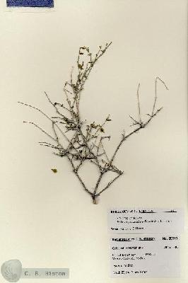 URN_catalog_HBHinton_herbarium_28512.jpg.jpg