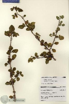 URN_catalog_HBHinton_herbarium_28502.jpg.jpg