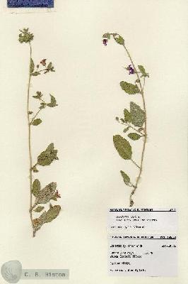 URN_catalog_HBHinton_herbarium_28510.jpg.jpg