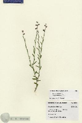 URN_catalog_HBHinton_herbarium_28511.jpg.jpg