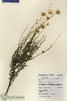 URN_catalog_HBHinton_herbarium_28518.jpg.jpg