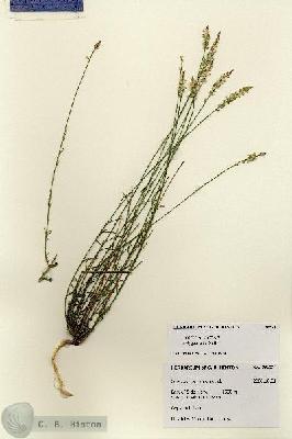 URN_catalog_HBHinton_herbarium_28521.jpg.jpg